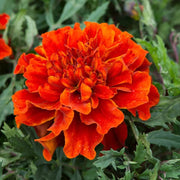 Bronze Marigold Seeds