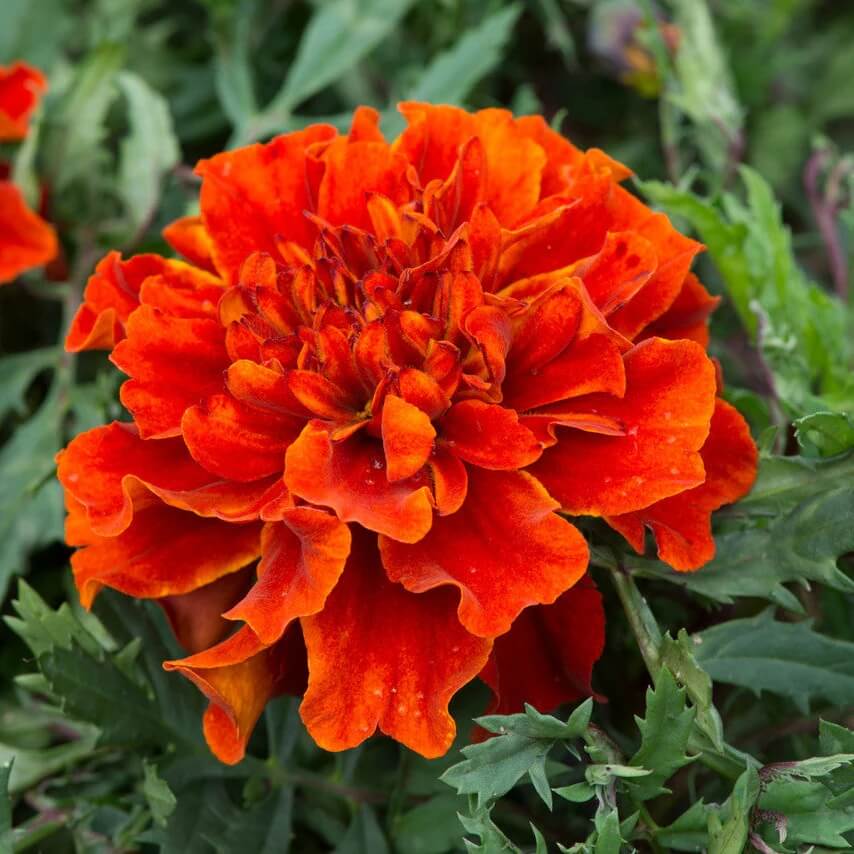 Bronze Marigold Seeds