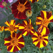 Marigold Mr Majestic Seeds