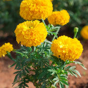 Marigold Seeds – Tagetes spp.