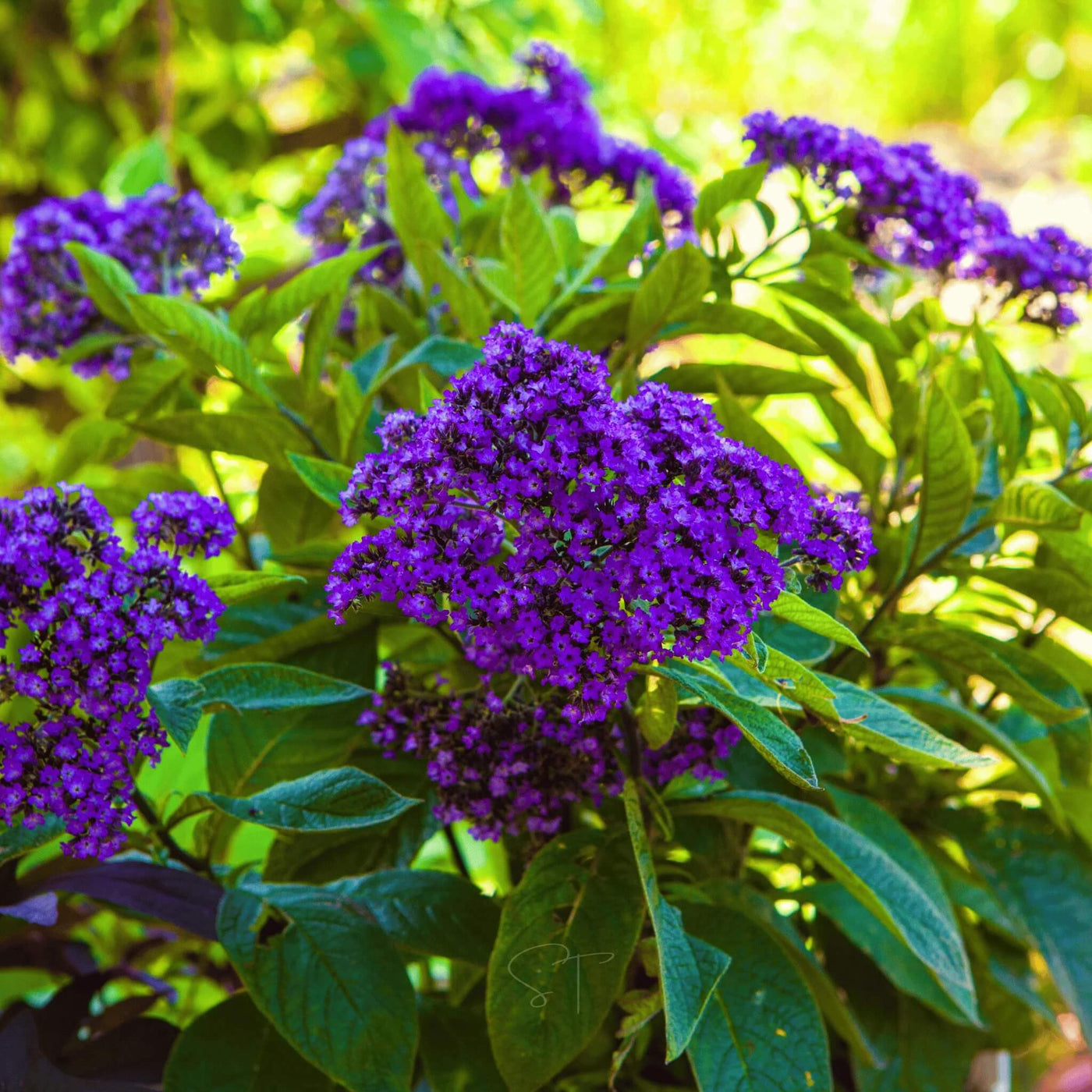 Marine Blue Heliotrope Seeds
