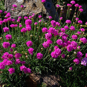 Maritima Armeria Seeds