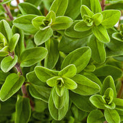 Marjoram Seeds - Herbal Plant For Home Gardens Seeds