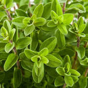 Sweet Marjoram Seeds, Herbal