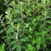 Sweet Marjoram Seeds, Herbal