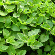 Sweet Marjoram Seeds, Herbal