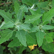 Markery Seeds - Vegetable Plant for Home Gardens