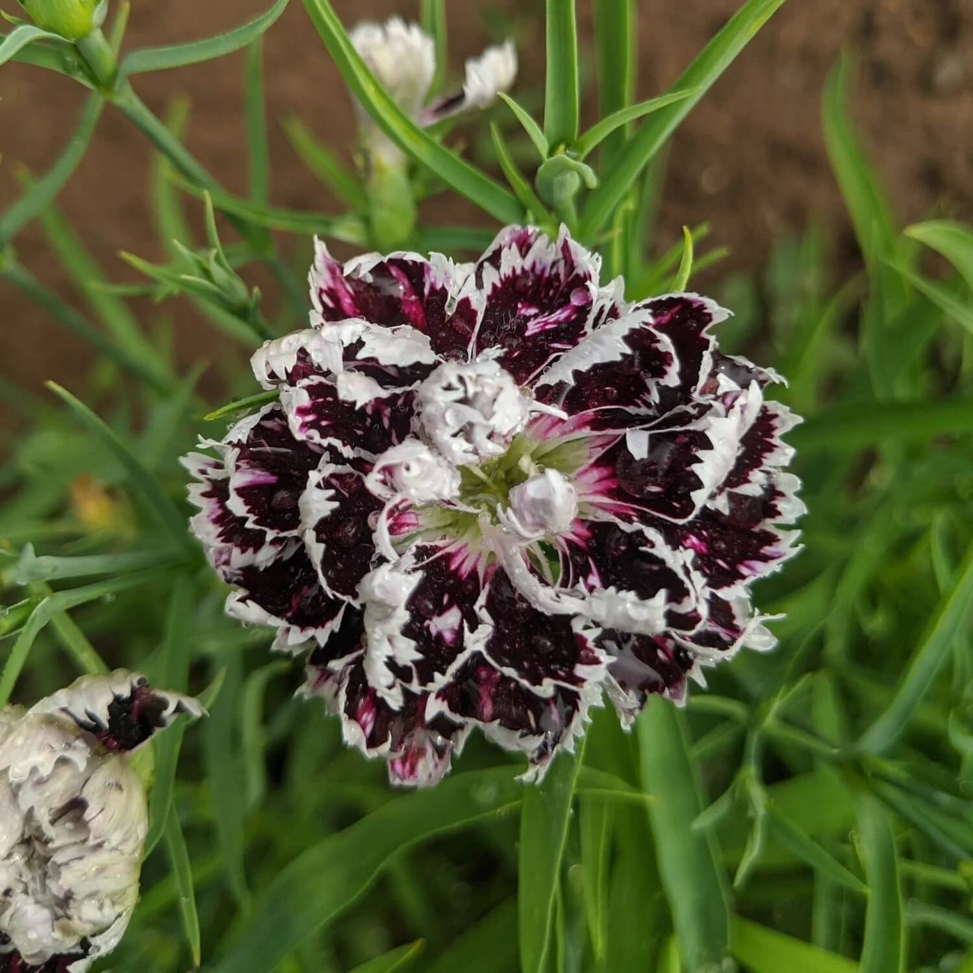 Maroon White Carnation Seeds