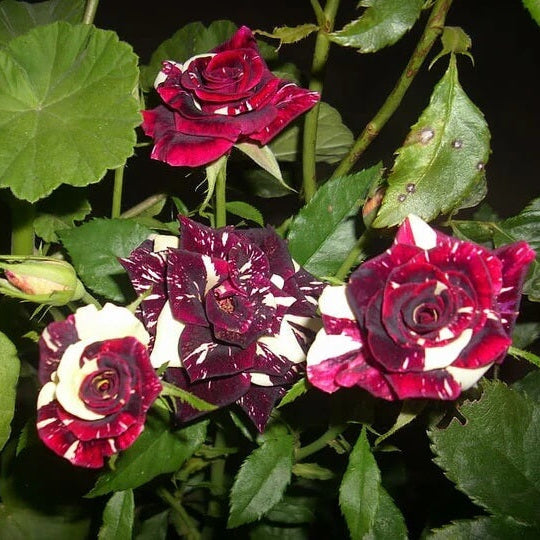 Marron Cream Rose Rosa spp. Seeds