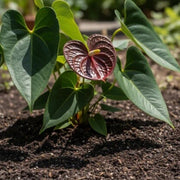 Marron anthurium Linden Seeds
