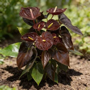 Marron anthurium Linden Seeds