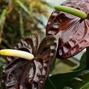 Marron anthurium Linden Seeds