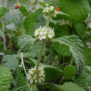 Marrubium vulgare White Horehound Seeds, Herbal