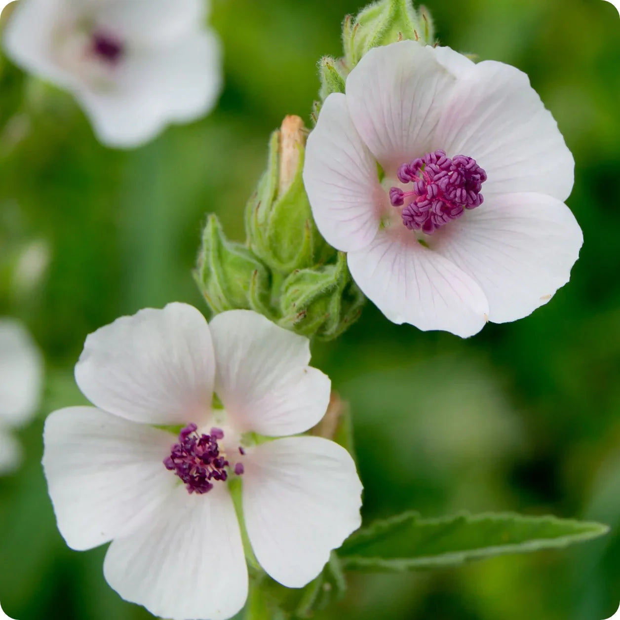 Medicinal Marsh Mallow Seeds, Herbal