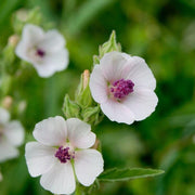 Althaea officinalis Marshmallow Seeds, Herbal