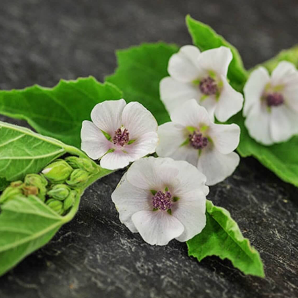 Althaea officinalis Marshmallow Seeds, Herbal