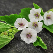 Althaea officinalis Marshmallow Seeds, Herbal