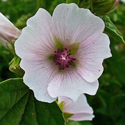 Althaea officinalis Marshmallow Seeds, Herbal