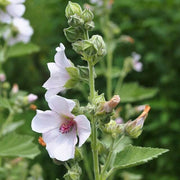 Althaea officinalis Marshmallow Seeds, Herbal