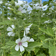White Althaea Marshmallow Seeds, Herbal