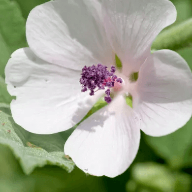 White Althaea Marshmallow Seeds, Herbal