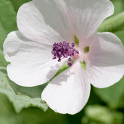 White Althaea Marshmallow Seeds, Herbal
