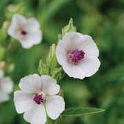 White Althaea Marshmallow Seeds, Herbal