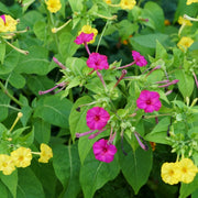 Four O Clock Seeds – Mirabilis jalapa