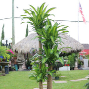 Dracaena Seeds, Dracaena fragrans