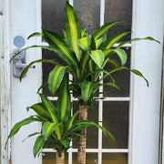 Dracaena Seeds, Dracaena fragrans