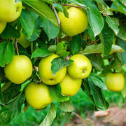Crispin Apple Seeds