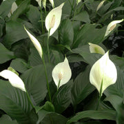 Mauna Loa Peace Lily Seeds