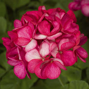 Geranium Seeds – Pelargonium × hortorum
