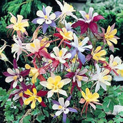 Columbine Flower Seeds – Aquilegia vulgaris