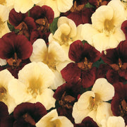 Night and Day Nasturtium Seeds