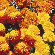 Marigold Seeds - Little Hero Mixed Seeds