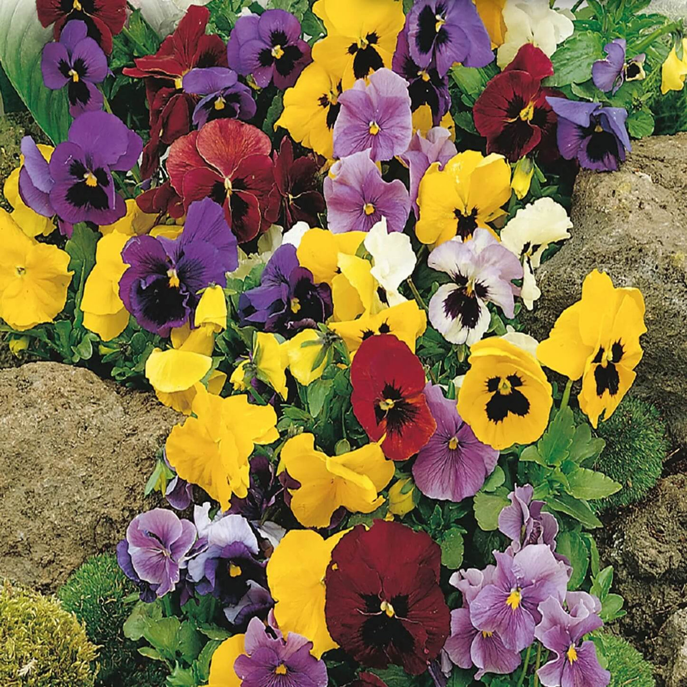 Giant Mix Pansy Seeds