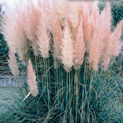 Pink Pampas Seeds