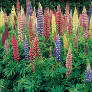 Wildflower Lupine Seeds