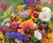 Wildflower Seeds – Mixed Annual & Perennial Species