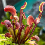 Meat Eating Plant Seeds - Flower Plant
