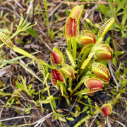 Meat Eating Plant Seeds - Flower Plant