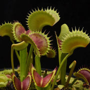 Meat Eating Plant Seeds - Flower Plant