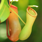 Meat Eating Plant Seeds - Flower Plant