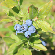 Medicinal Berry Seeds