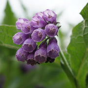 Medicinal Comfrey Seeds - Herbal Plant