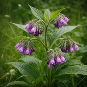 Medicinal Comfrey Seeds - Herbal Plant