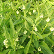Medicinal Comfrey Seeds - Herbal Plant
