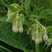 Medicinal Comfrey Seeds - Herbal Plant