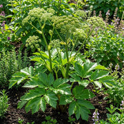 Medicinal Herb Ashitaba Seeds - Vegetable Plant